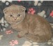 Шотландские котята - вислоухие и прямоухие 226257 Скоттиш фолд фото в Костроме