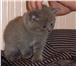 Продаются котята, британские короткошерстные, Окрас: голубой, лиловый, Возраст: 2 мес, С документ 69517  фото в Кургане