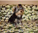 Продаются подрощенные щенки йоркширского терьера, Две очень яркие девочки стандартного размера, г 64941  фото в Ростове-на-Дону