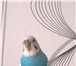 Фото в Домашние животные Другие животные В связи с переездом продам волнистого попугайчика, в Владивостоке 1 500