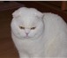 Foto в Домашние животные Услуги для животных Белый фолд,интерчемпион,от клубных высокотитулованных в Таганроге 3 000