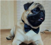 Фотография в Домашние животные Вязка собак Молодой, активный кабель ищет подружку для в Иваново 1 000