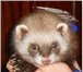 Фотография в Домашние животные Грызуны срочно продам хорька возраст - 6 месяцев в Пензе 6 000