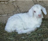 Фото в Домашние животные Другие животные 10 мая этого года, родились два козлика и в Таганроге 500