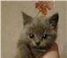 Изображение в Домашние животные Вязка Приглашаем на вязку любую привитую кошечку в Москве 2 000