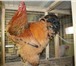 Фото в Домашние животные Птички Цыплята мясо яичной породы Кохинхины голубые в Екатеринбурге 250