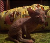 Маленькие, забавные, игривые котяточки, голенькие, резиночки (одна девочка(окрас: черепаховый) 69601  фото в Новосибирске