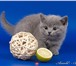 Предлагаем Вашему вниманию британских короткошерстных котят классических окрасов(голубой, лиловый 69383  фото в Москве