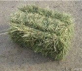 Изображение в Домашние животные Корм для животных Пролаём сено с лугов и полей сеянное и разнотравье в Туле 4 000
