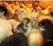 Фото в Домашние животные Другие животные Фермерское хозяйство реализует птицу : Хайсекс в Москве 300