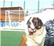 Фото в Домашние животные Вязка собак Предлагается для вязки длинношерстный сенбернар. в Пензе 15 000