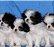 Продаю щенков породы Японский хин,  Окрас черно-белый,  Родословная РКФ, сделаны прививки по возрас 65249  фото в Москве
