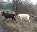 Фотография в Домашние животные Другие животные годовалые козы и двухгодовалые козы.Козлики в Липецке 12