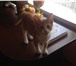 Фото в Домашние животные Найденные Наглая рыжая морда ИЩЕТ ХОЗЯЕВ!Котёнка покинули в Череповецке 0