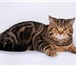 Foto в Домашние животные Вязка Шотландский короткошерстный кот Томатин черно-мраморного в Москве 3 000