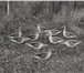 Foto в Хобби и увлечения Охота Фотореалистичные   цветные профиля гусей в Владивостоке 2 000
