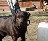 Foto в Домашние животные Вязка собак Шикарный, крепкий лабрадор ищет невесту! в Красноярске 0