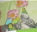 Фото в Домашние животные Птички продам попугаев,возможно с клеткой. в Кирове 500