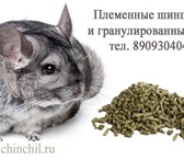 Фотография в Домашние животные Другие животные Предлагаем шиншилл для разведения в рассрочку, в Екатеринбурге 4 500