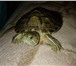 Foto в Домашние животные Найденные Отдам красноухую водную черепаху срочно. в Сургуте 0