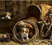 Фото в Домашние животные Услуги для животных Кинолог: профессиональные консультации по в Москве 1 500