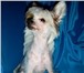 Предлагаем высокопородных щенков китайской хохлатой собачки! Девочки и мальчики разных возрастов и 65400  фото в Москве