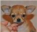 Foto в Домашние животные Другие животные Мы предлагаем вам миниатюрную собачку с большими в Москве 20 000