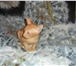 Продам двух очаровательных кошечек породы корниш-рекс, 379577 Корниш-рекс фото в Смоленске