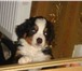 Фото в Домашние животные Другие животные Продаются клубные щенки Бернского Зенненхунда в Москве 30 000