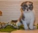 Продажа элитных вислоухих котят из питомника 141651  фото в Фрязино
