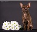 Foto в Домашние животные Услуги для животных Предлагаю для вязки ЧИХУАХУА шоколадного в Череповецке 3 000