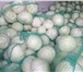 Фото в Прочее,  разное Разное Саратовская компания реализует капусту белокочанную в Москве 32