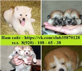 Акита-ину щенята с документами 3744185 Акита-ину фото в Ярославле