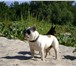 Изображение в Домашние животные Вязка собак Кабель Французский бульдог ищет невесту, в Саратове 0