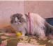 Персидская кошка 1771175 Персидская фото в Москве