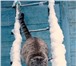 Foto в Домашние животные Выставки кошек ВЫСТАВКА КОШЕК 26-27 МАРТА В ЛЕГКОАТЛЕТИЧЕСКОМ в Хабаровске 0