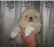 Профессиональный клуб предлагает высокопородных щенков ПЕКИНЕС,  ,  Пушистые, нарядные, с короткими 65227  фото в Москве