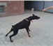 Фотография в Домашние животные Вязка собак красивый , мощный с отличной родословной в Краснодаре 15 000