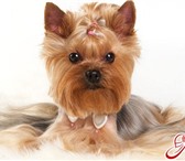 Foto в Образование Курсы, тренинги, семинары Набор в школу груминга Зоосалона "Жером"Освоив в Москве 5 000