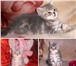 Шотландский мраморный котик страйт 1372586 Скоттиш страйт фото в Барнауле