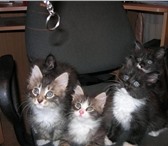 Отдам котят, Родились 11 июня, К туалету приучены, Два черно-белые, кот и кошка, Два серые полосатые , 69156  фото в Челябинске