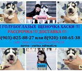 Щеночки хаски с грозными масками 2388881 Сибирский хаски фото в Вологде