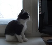 Foto в Домашние животные Отдам даром Прелестные кошечки, есть черная, есть черно-белая. в Перми 0