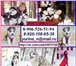 Взрослые собаки и щенки хаски по минимальным ценам 2778309 Сибирский хаски фото в Москве