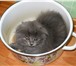 Шотландские вислоухие и прямоухие длинношерстные котята 2707393 Скоттиш фолд фото в Санкт-Петербурге