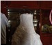 Фотография в Одежда и обувь Свадебные платья Продам свадебное платье в отличном состоянии,очень в Саратове 15 000