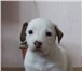Породистые щенки Джек Рассел Терьера , возраст 1 месяц, короткие лапки, прививки по возрасту, 65913  фото в Таганроге