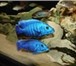 Изображение в Домашние животные Рыбки Аквариумные рыбки оптом. Цихлиды. Продаю в Белокуриха 40