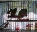 Фотография в Домашние животные Птички Продам двух попугаев с клеткой 89050743020 в Новокузнецке 1 500