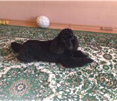 Фотография в Домашние животные Вязка собак Мальчик, малый пудель, с родословной, 4 года, в Архангельске 0